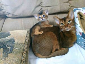 Abyssinian Popular cat breed