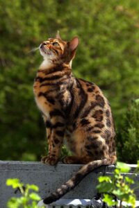 Popular Cats of the world