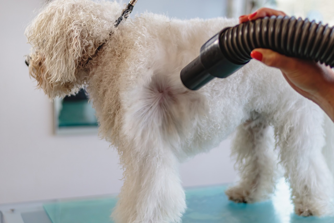 Pet Hygiene Best Pet Grooming Products for Happy and Healthy Pets