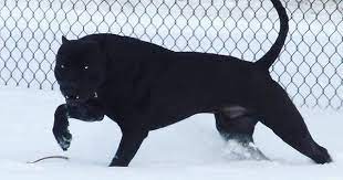Black Panther Pitbull, The Most Aggressive Dog