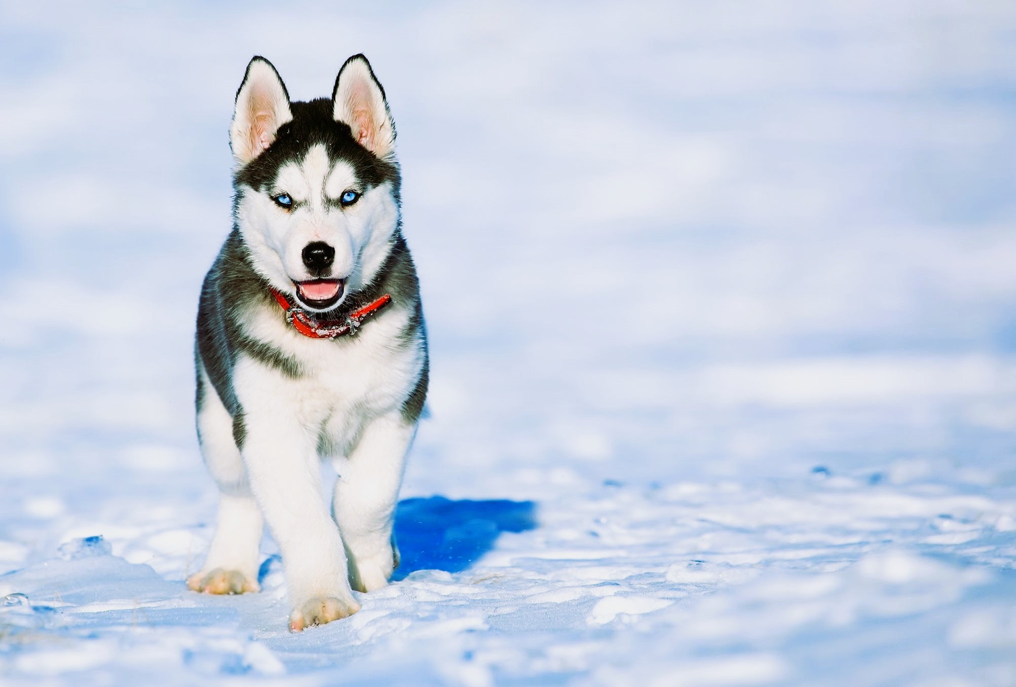 Agouti Husky: A Dog Which Looks Like A Wolf