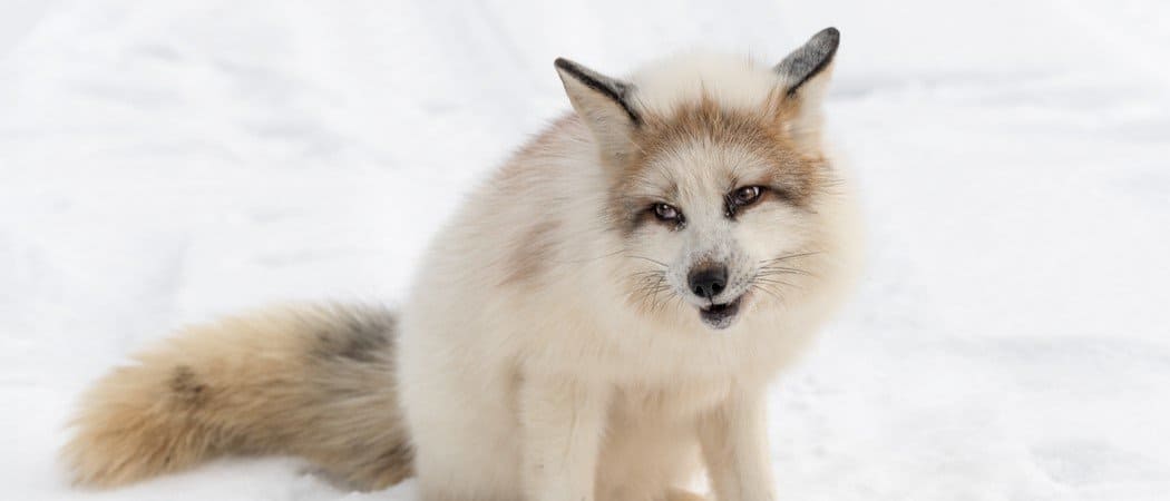 THE CANADIAN MARBLE FOX: Full Knowledge
