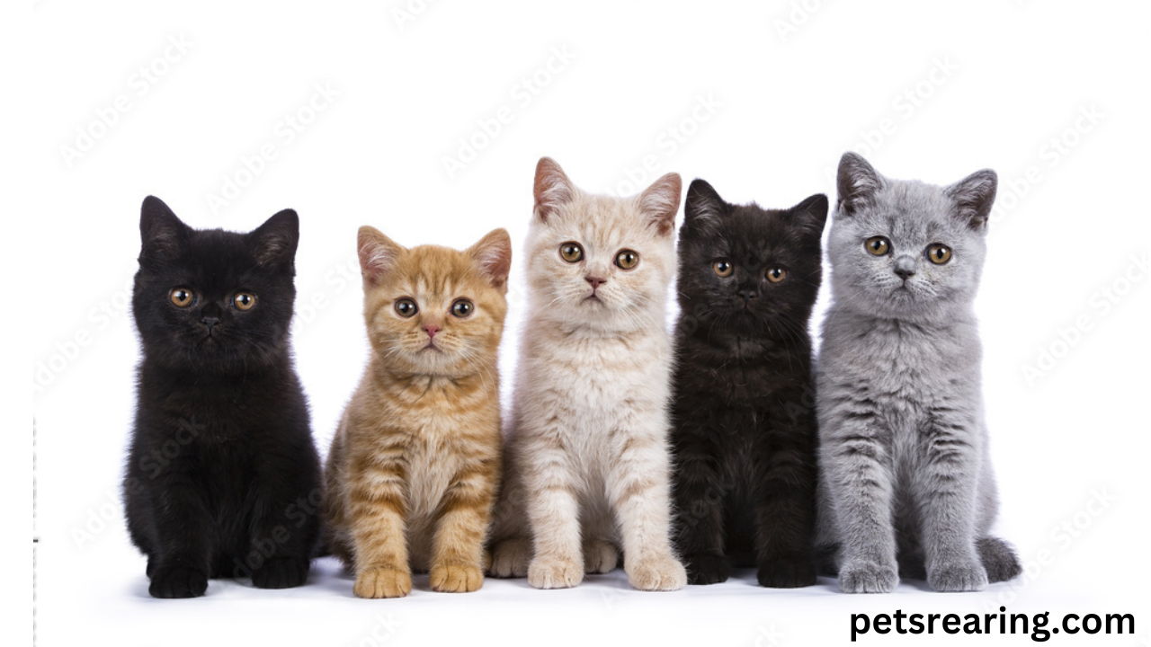 British Shorthair: Fluffy & Cute Cat Breeds
