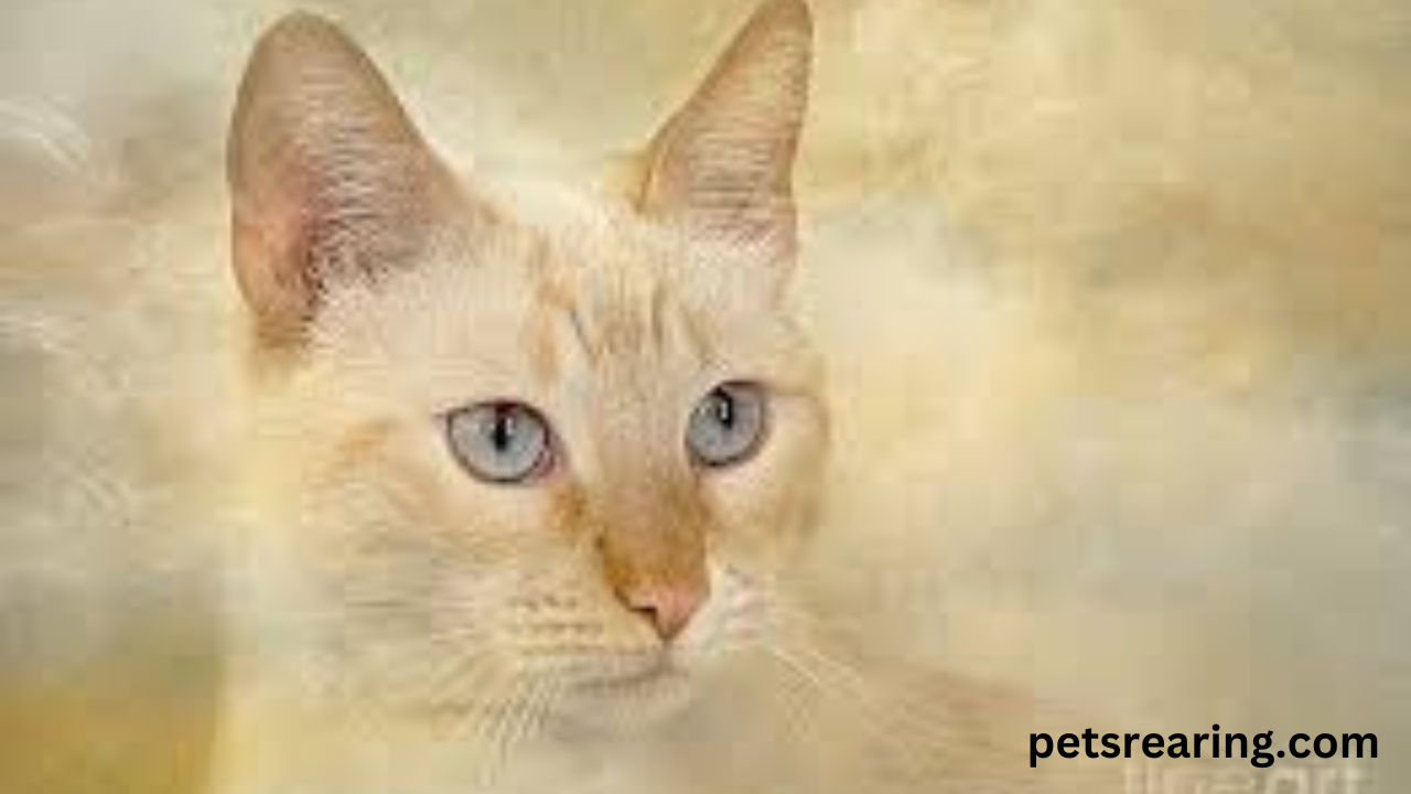 Flame Point Siamese: Fascinating Details About This Angry Cat