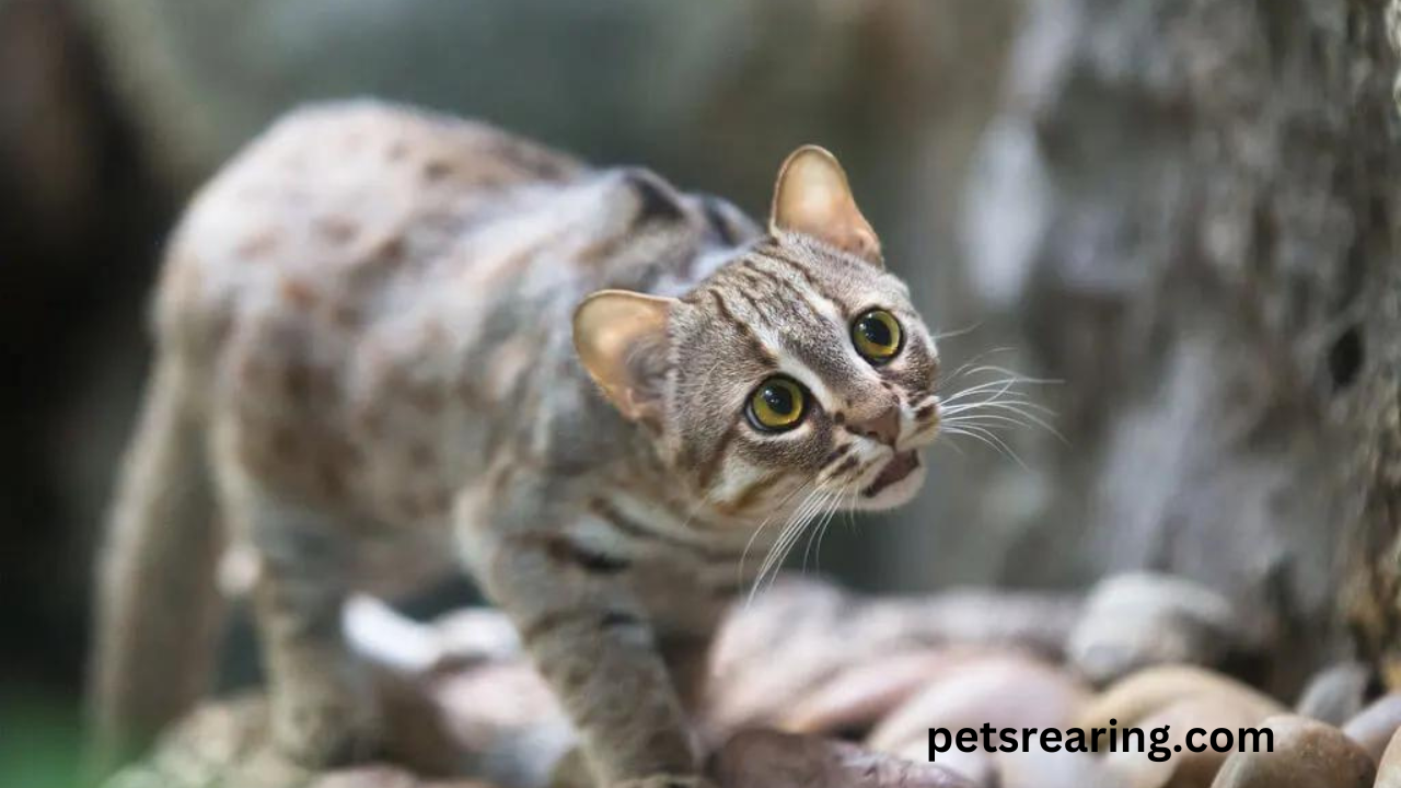 Rusty Spotted Cat For Sale: World’s Smallest Cats Price & Diet