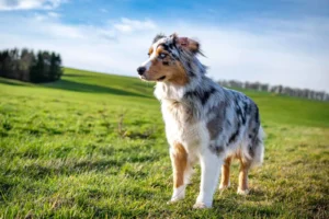 blue merle australian shepherd puppy