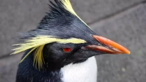 penguin with yellow hair happy feet