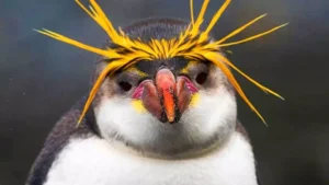 happy feet penguin with yellow hair