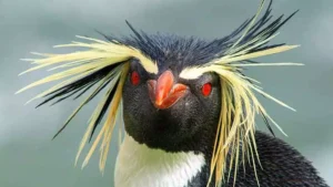 penguin with yellow hair
