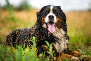 Bernese Mountain Dog