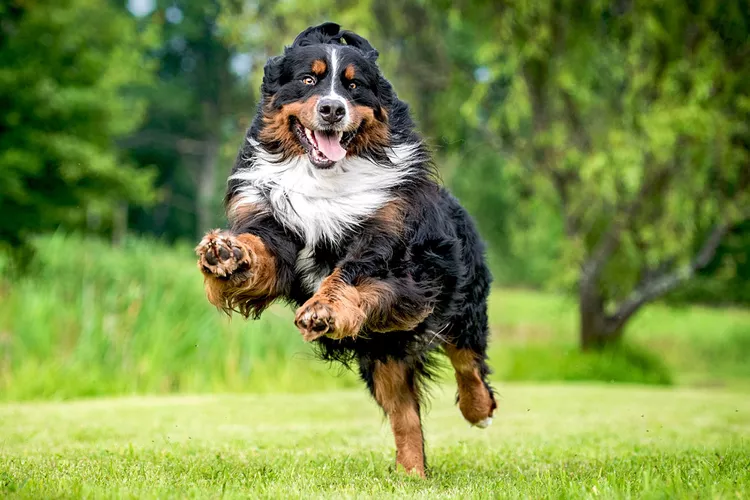 Details & Features of the Bernese Mountain Dog Breed