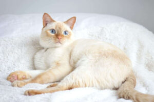 flame point siamese 