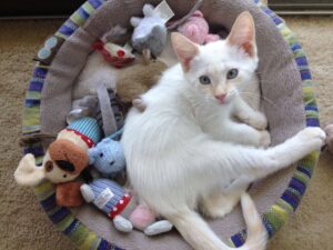 flame point siamese 