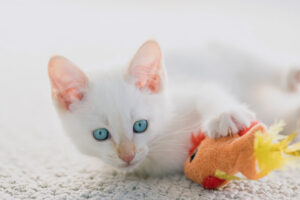 flame point siamese 