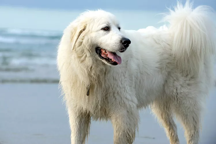 great pyrenees dog