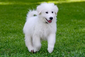 great pyrenees puppies