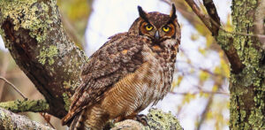 The Great Horned Owl is an aggressive predator.