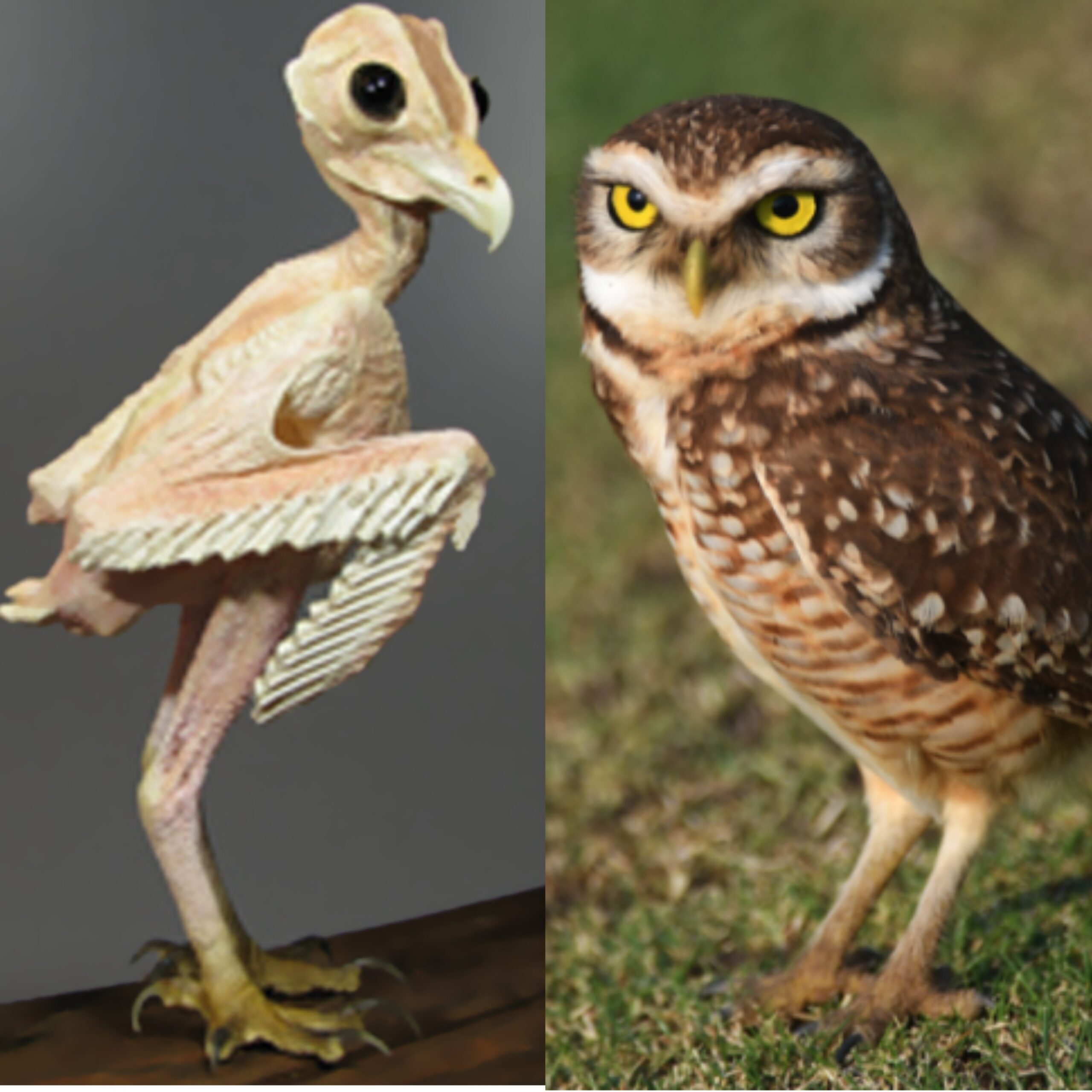 How Do Owl Without Feathers Look?