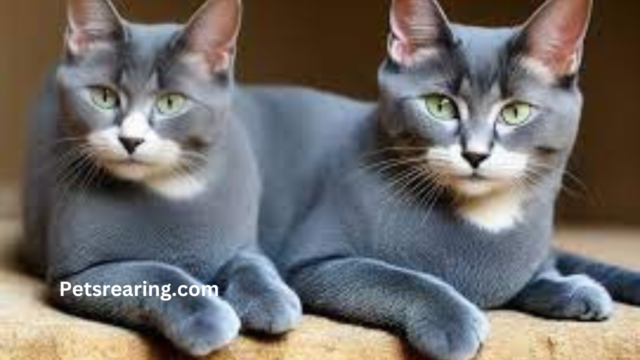 Unveiling the Elegance: A Guide to the Russian Blue Cat