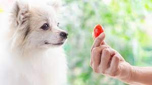 Can Dogs Eat Tomatoes? Read Before You Feed