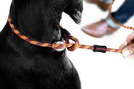 Compare Magnetic Rope Leashes to Traditional Leashes