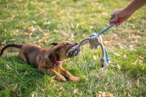 Comparison between Magnetic Rope Leashes and Traditional Leashes