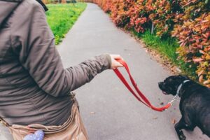 Magnetic leash