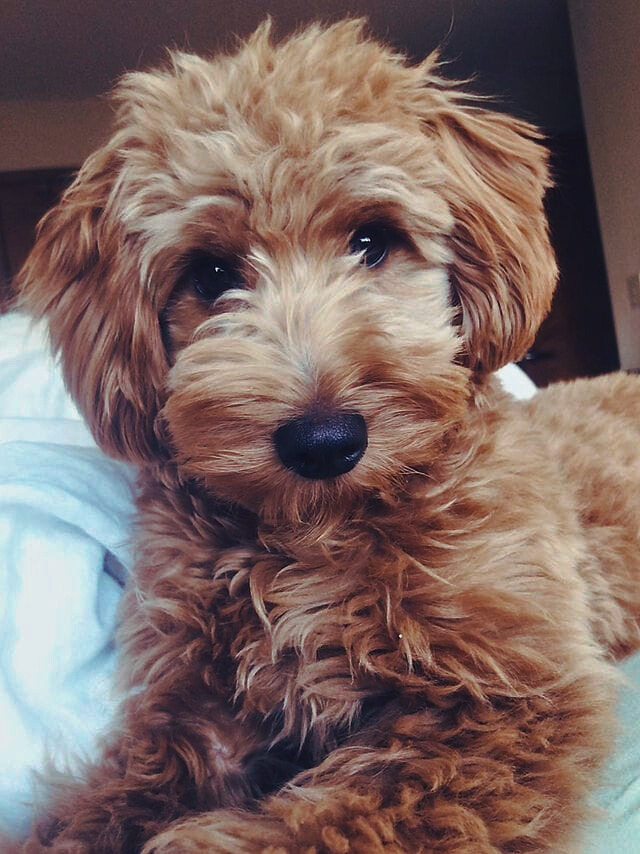 CHECK OUT THE TOP GOLDENDOODLE HAIRCUTS