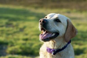 Clean Your Dog’s Teeth
