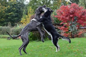 Pairing Second Dog
