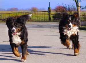 Doubling the Dogs