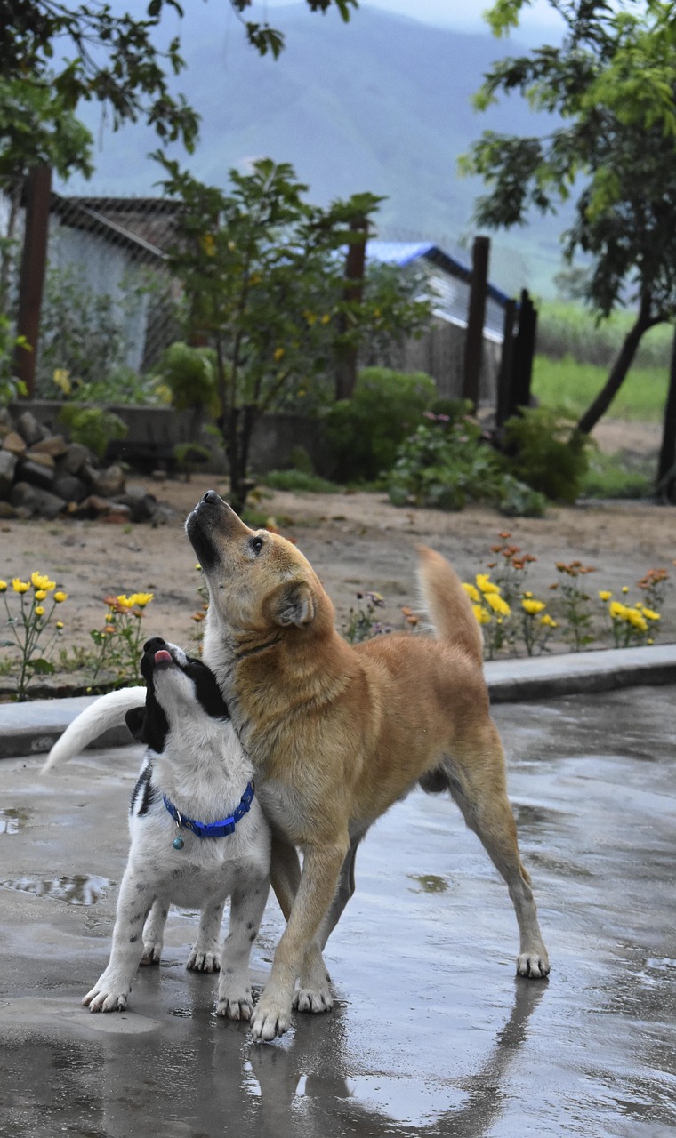 Paws and Points to Ponder before Thinking About a Second Dog in your home