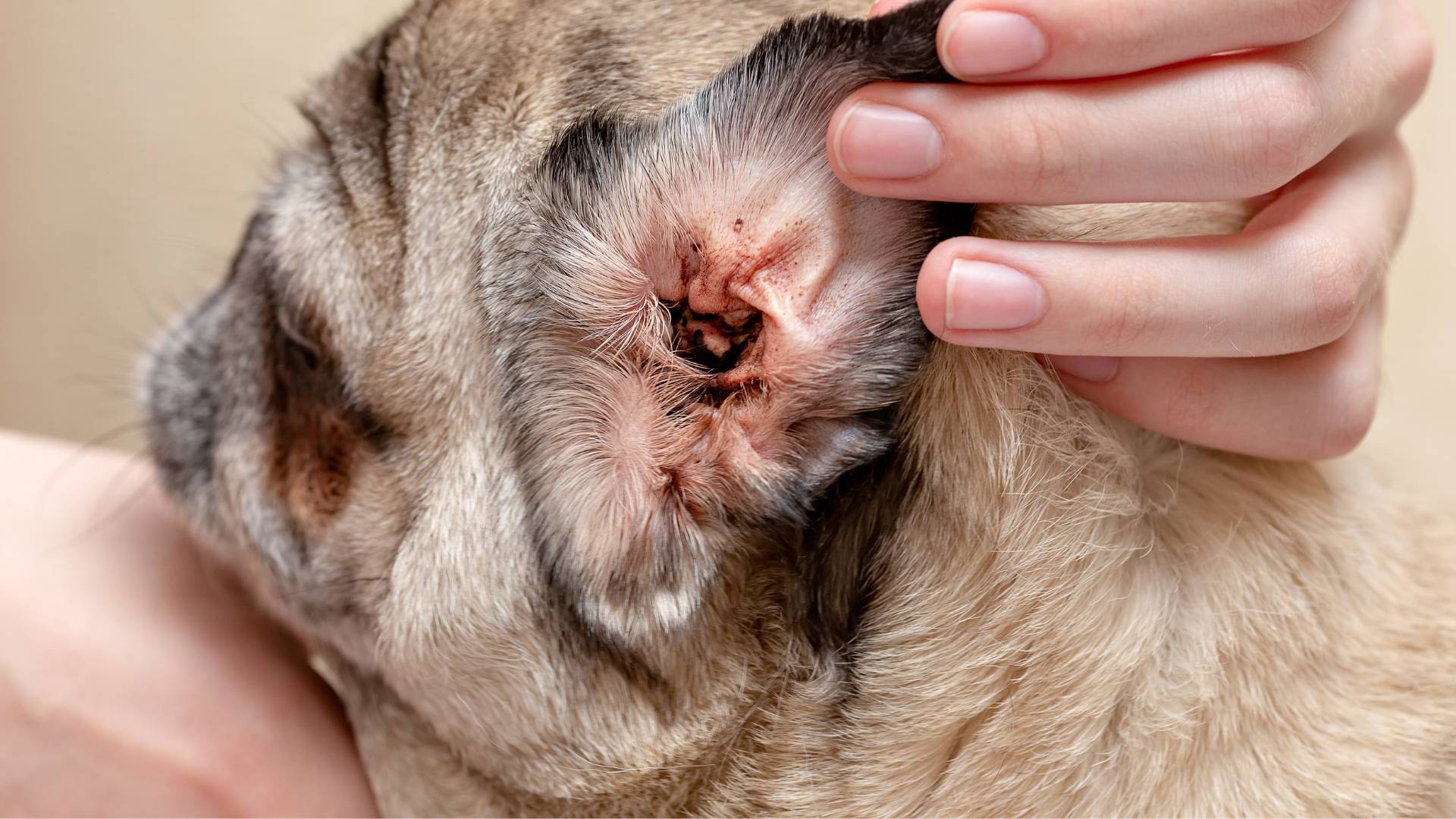How to Get Rid of Ear Mites in Dogs