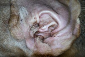 Nail and Ear Mites in Dogs